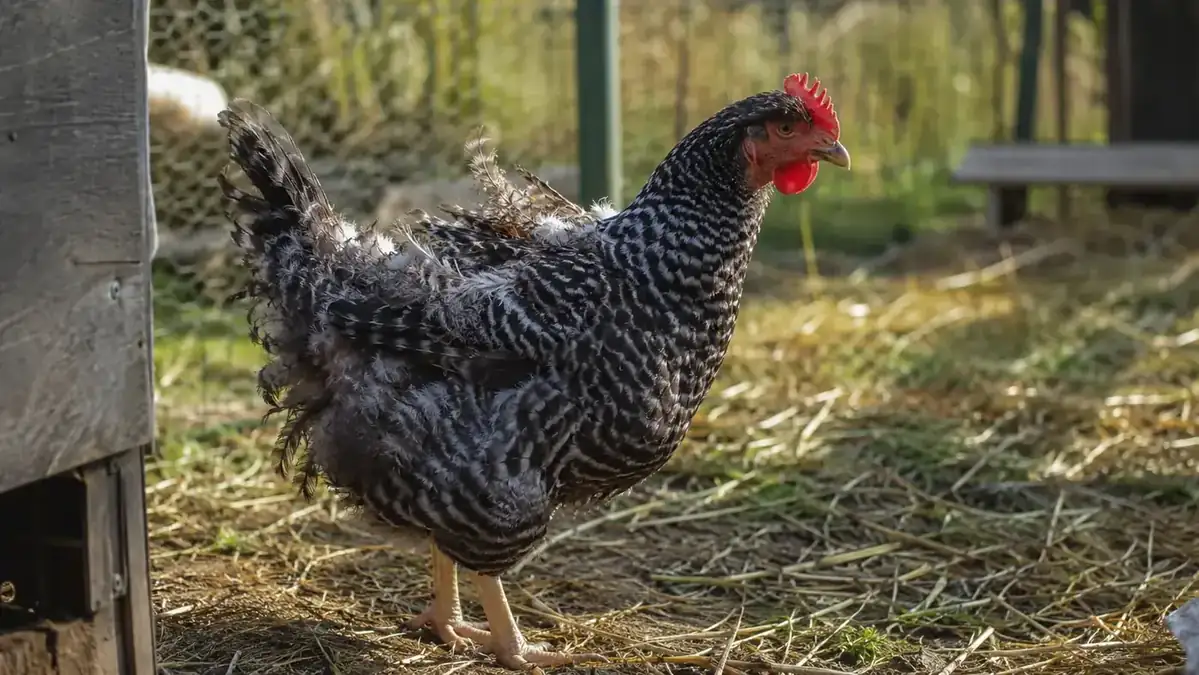 Chicken in active molt with new pin feathers growing in, standing in a sunlit run