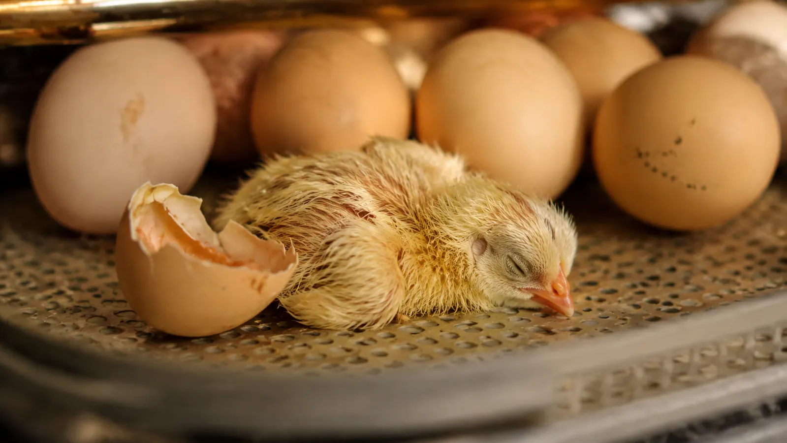 Close-up of a small fluffy yellow chick that has just hatched, wet and resting on a white incubator tray beside a cracked eggshell