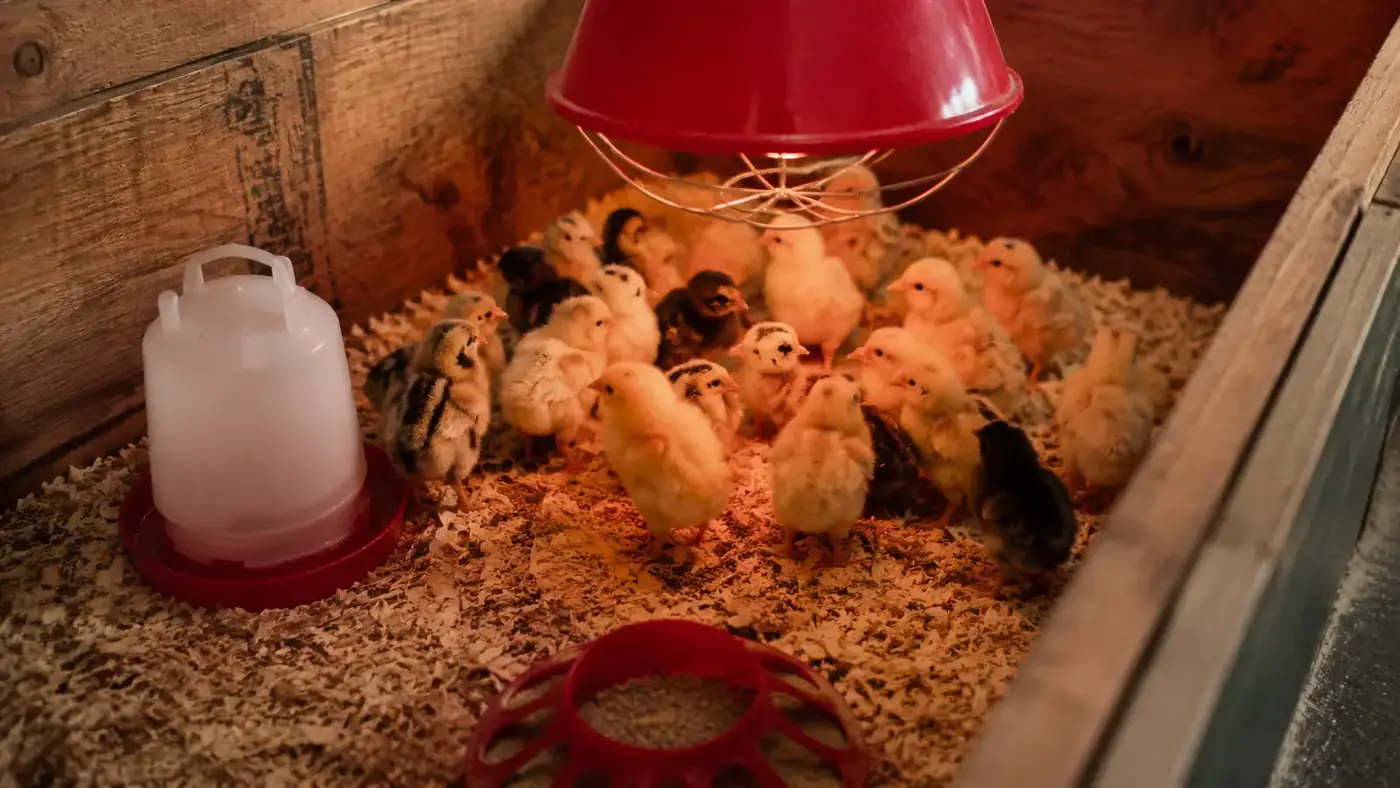 A brooder box with a heat plate lamp glowing red-orange, six small fluffy chicks of mixed yellow and chipmunk-striped coloring huddled underneath and beside it on pine shavings