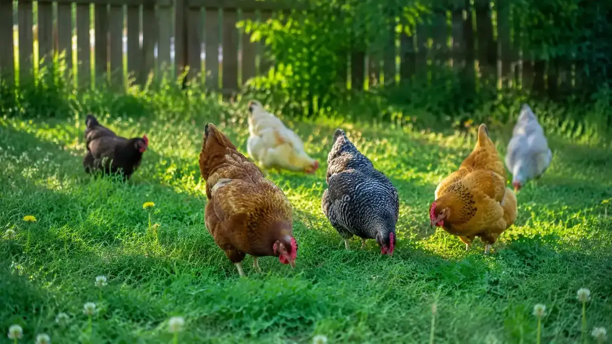 Hens free-ranging in a grass paddock with dandelions and clover, bright afternoon sun