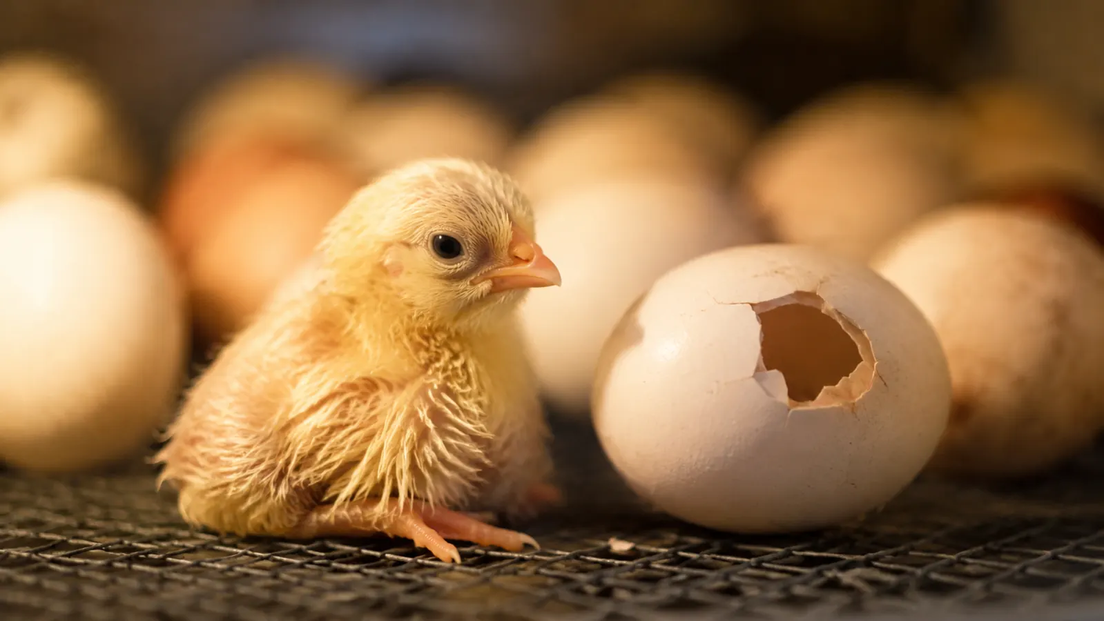 Newly hatched fluffy chick drying off inside an incubator beside an unhatched egg