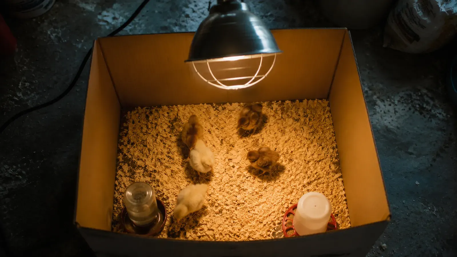 DIY brooder box with a heat lamp, chick waterer, and a handful of day-old chicks on pine shavings