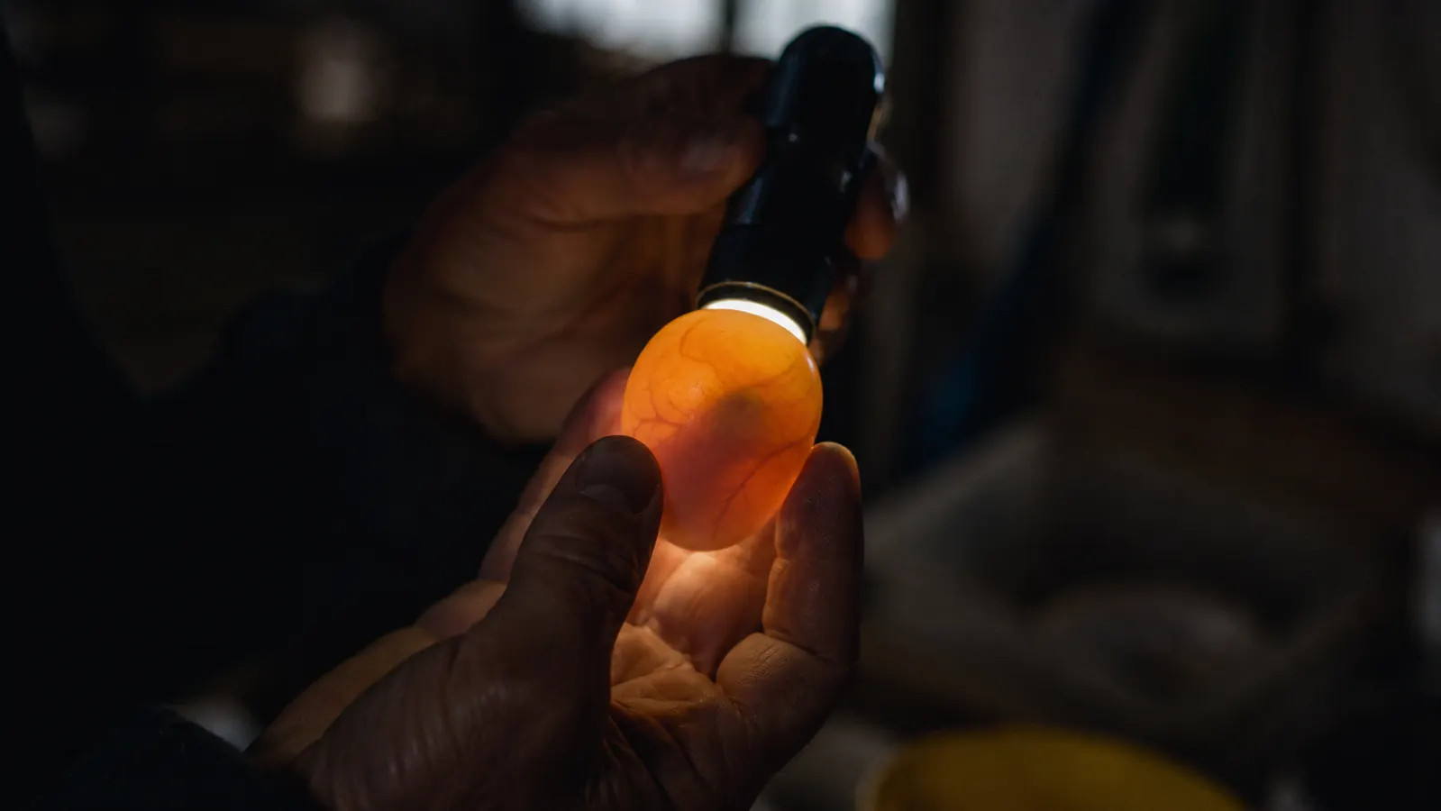 Candling a fertilized egg in a dim room, bright penlight showing veins and an air cell against the shell