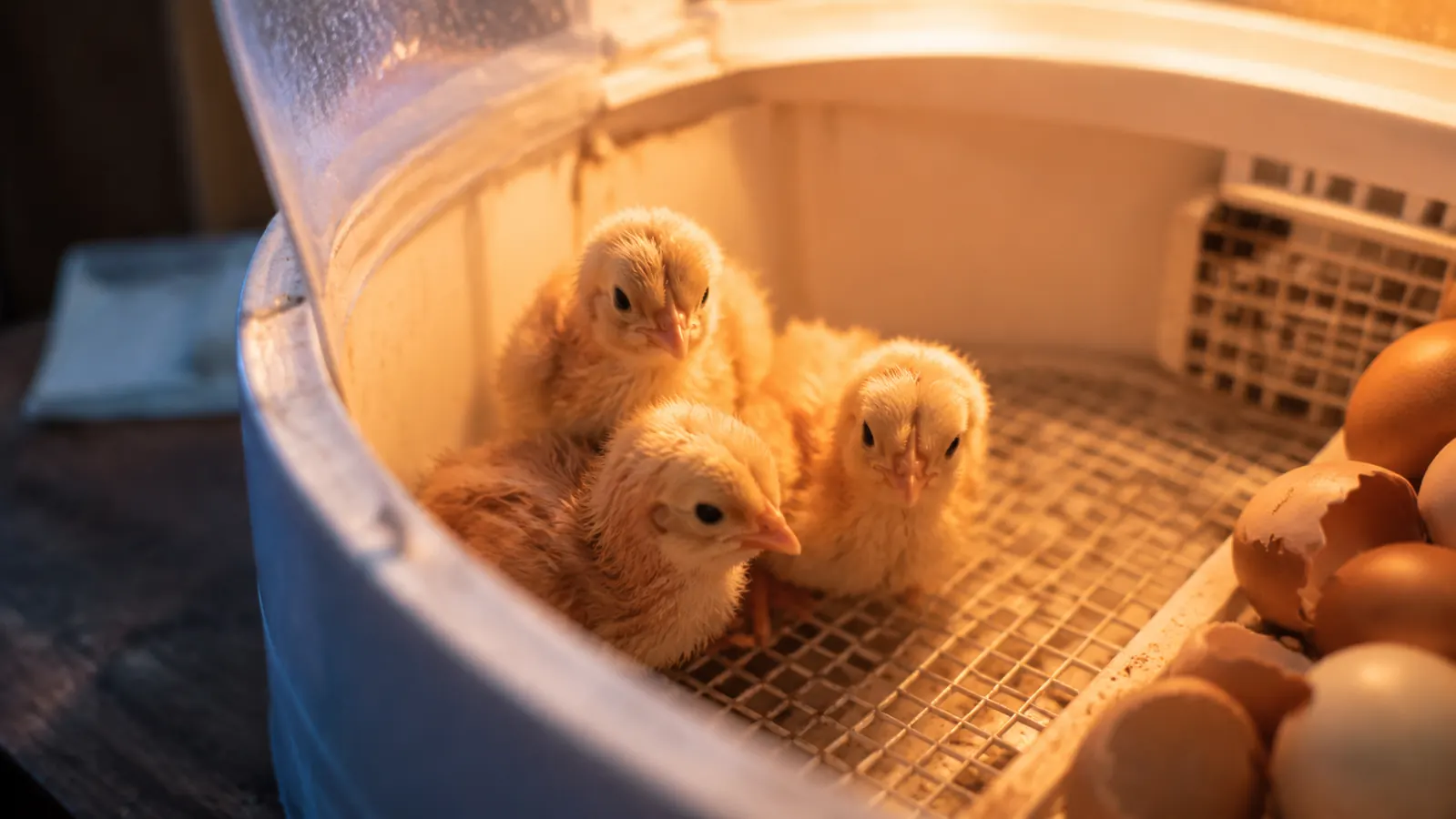 Newly hatched chicks in an incubator, fluffy and damp, first hours after pip