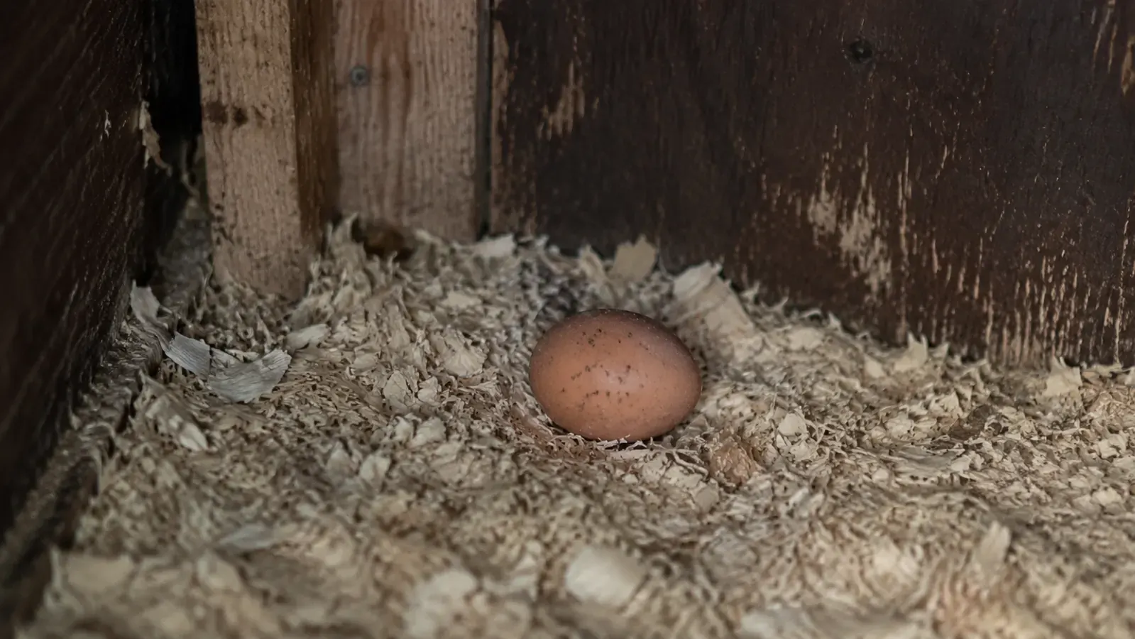 A dirty floor egg on wood shavings in the corner of a chicken coop