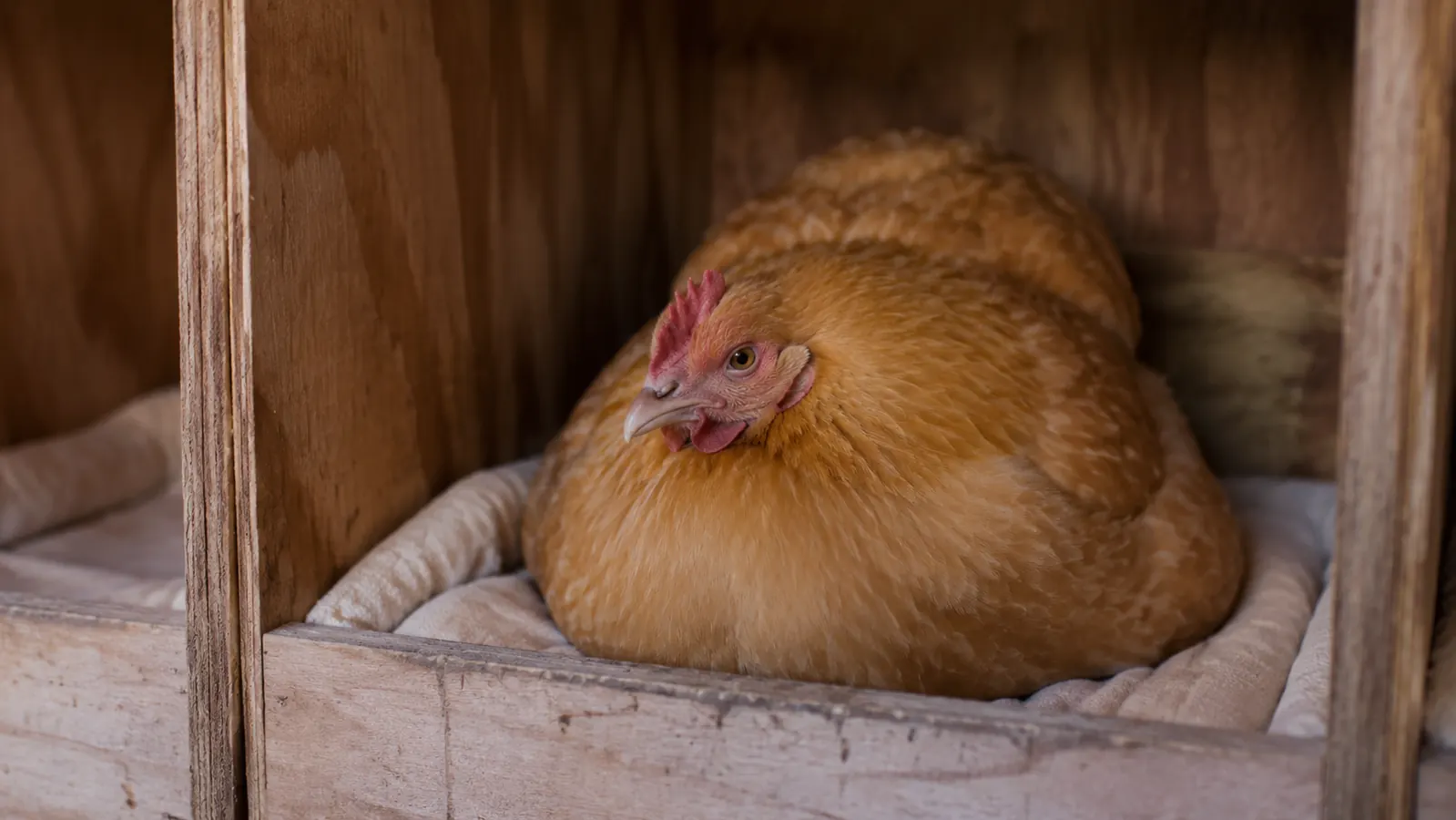A broody hen settled low and calm in a nesting box lined with a nesting pad
