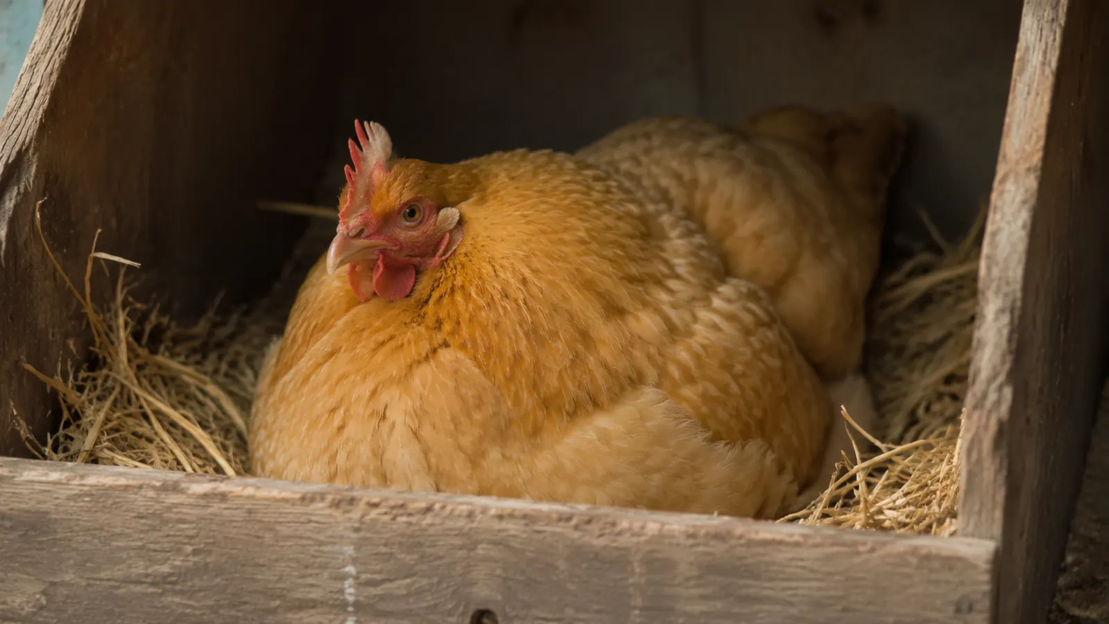 Broody hen settled low and comfortable in a nesting box lined with a nesting pad, wings slightly spread