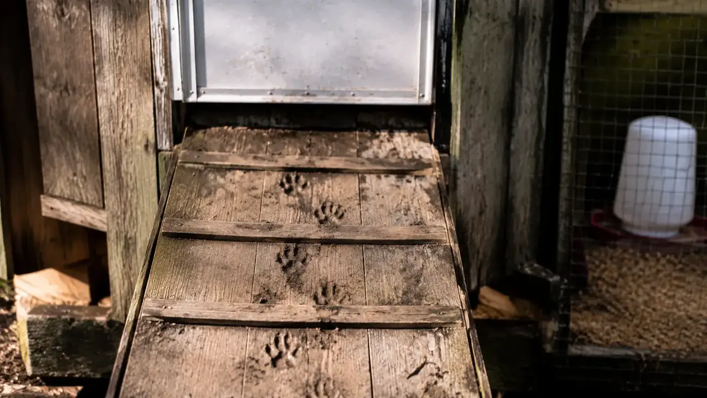 Muddy raccoon paw prints on a wooden coop ramp leading up to a closed automatic door